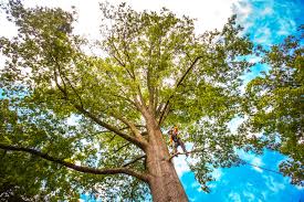 Professional Tree Care in Pacific Grove, CA