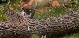 Best Hazardous Tree Removal  in Pacific Grove, CA