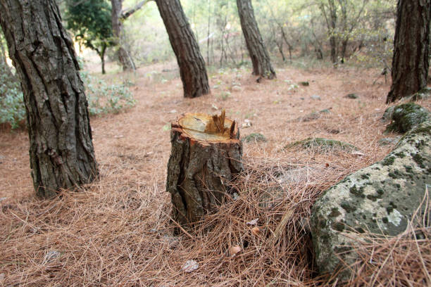 Best Arborist Consultation Services  in Pacific Grove, CA