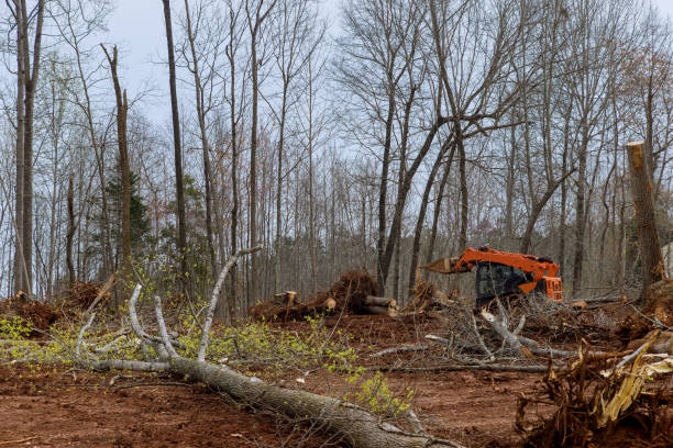 Best Stump Grinding and Removal  in Pacific Grove, CA