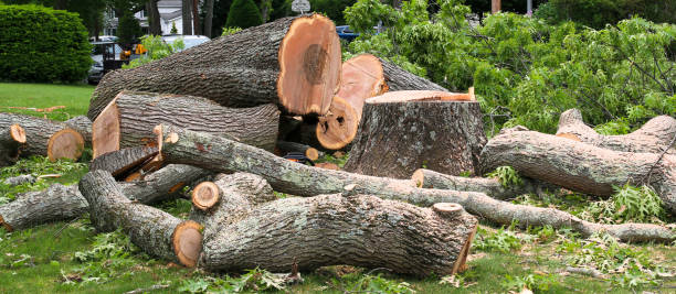 Best Tree Risk Assessment  in Pacific Grove, CA