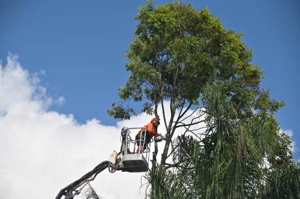 Best Lawn Mowing  in Pacific Grove, CA