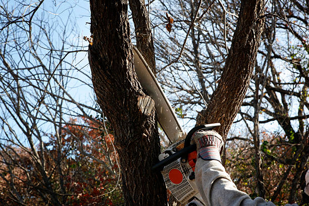 Best Tree Removal  in Pacific Grove, CA
