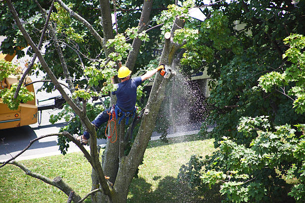 Lawn Pest Prevention in Pacific Grove, CA