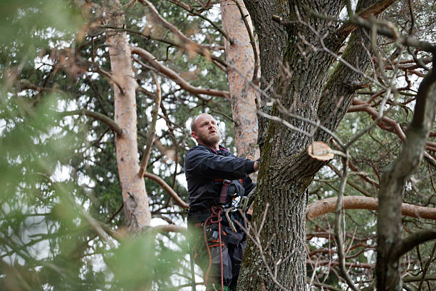Best Lawn Maintenance Plans  in Pacific Grove, CA