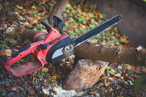 How Our Tree Care Process Works  in  Pacific Grove, CA