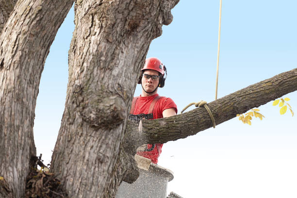 Best Tree Mulching  in Pacific Grove, CA