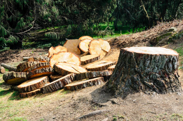 Best Tree Cabling and Bracing  in Pacific Grove, CA